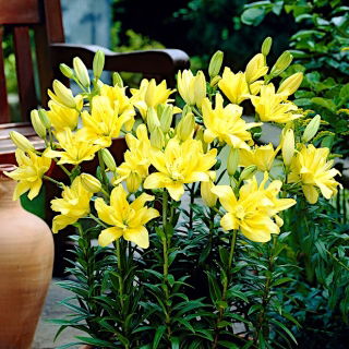Double Asiatic lily - Fata Morgana