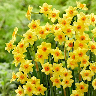 Narcisa - Falconet - Narcissus - Sončni žarek na terasi - Cvetne čebulice - 5 kos