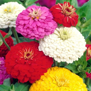 Suurikukkainen sinnia "Super Yoga" - 120 siementä - Zinnia elegans dahliaeflora - siemenet