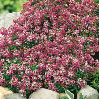 Biblomme - pink - 1750 frø - Lobularia maritima