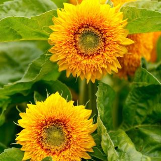 عباد الشمس الزينة - متوسطة طويلة متنوعة مع الزهور شبه مزدوجة - Helianthus annuus - ابذرة