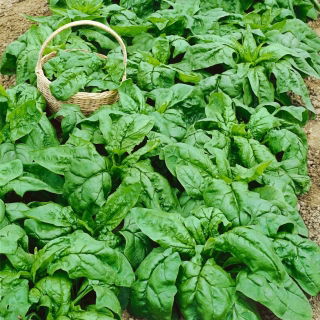 Spinach Giant Winter benih - Spinacia oleracea - 800 biji - Spinacia oleracea L.