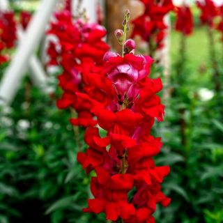 Uzun boylu aslanağzı - kırmızı - Antirrhinum majus - tohumlar