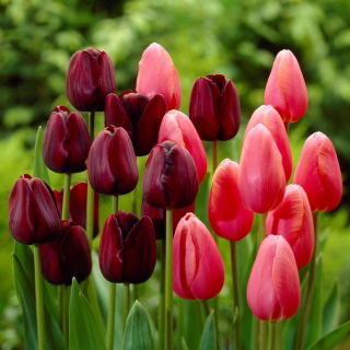 Frühlingszauber - Set mit 2 Tulpensorten - 40-tlg. - 
