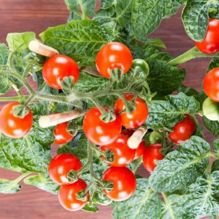 Mini Garden - Červené cherry paradajky - na pestovanie na balkónoch a terasách - Lycopersicon esculentum - semená
