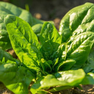 Mini Garden - Bayam untuk memotong daun - untuk penanaman di balkoni dan teres; roket - Spinacia oleracea - benih