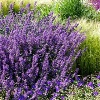 Katteurt - Nepeta mussinii - Duftende blomster, elsket af katte - Friske frø