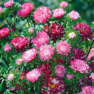 Aster - Ribbon Red - rood -  Callistephus chinensis 'Ribbon Red' - zaden