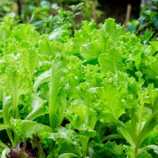 Lettuce 'Bionda a Foglia Riccia' - quickly growing variety for cut leaves