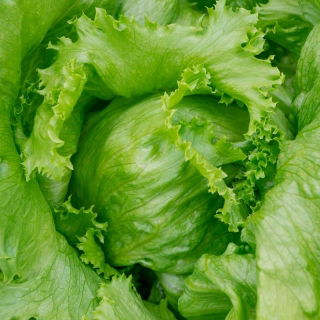 Alface Iceberg - Kinga - sementes peletizadas - Lactuca sativa L. 