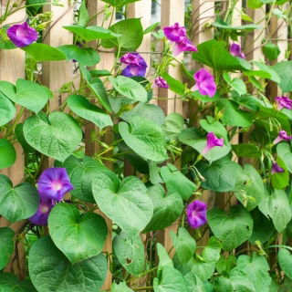 Blomman för dagen - Early Call - 40 frön - Ipomoea tricolor