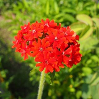 Croce di Malta, amore ardente, salmone scuro, fiore di Bristol, croce di Gerusalemme - 460 semi - Lychnis chalcedonica
