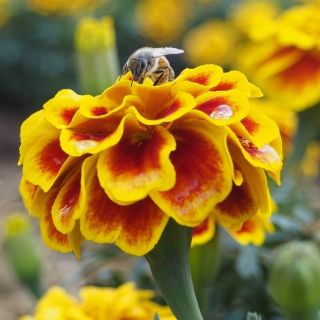 Tagete patula - Clavel del Moro - Queen Sophia - 360 semillas - Tagetes patula L.