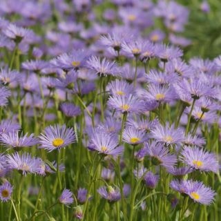 Astro alpino - Miscuglio - Aster alpinus - Fiori versatili per giardini rocciosi - Semi Freschi