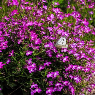 Purple Garden lobelia "Mitternachtsblau", Edging lobelia, Trailing lobelia - 6400 seeds