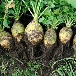 Svéd, svéd, Neep "Seaside" - 3500 mag - Brassica napus L. var. Napobrassica - magok