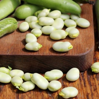 Fève "White Windsor" - GRAINES TRAITÉES - Vicia faba L.