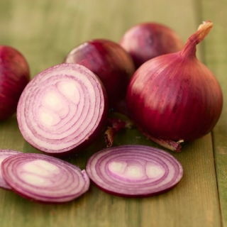 Лук репчатый - Wenta - 750 семена - Allium cepa L.