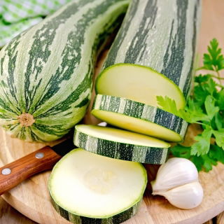 Courgette - Tapir - Doux et sucré avec une croissance buissonnante pour récolte rapide - Graines fraîches
