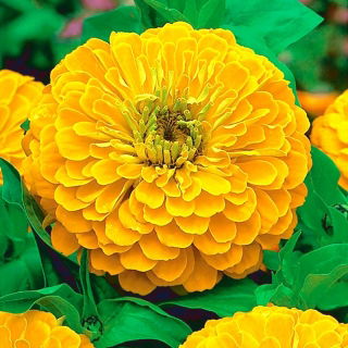 Cây thược dược có hoa "Bình minh vàng" - màu vàng - 108 hạt - Zinnia elegans