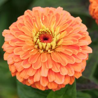 Zinnia de flores de dalia "Eldorado" - 120 semillas - Zinnia elegans dahliaeflora