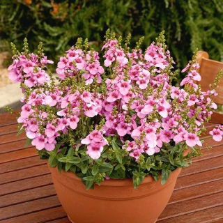 Twinspur, Diascia Pink Queen - 450 frön - Diascia barberae