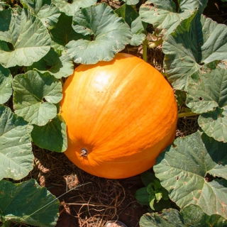 Sütőtök - Karovita Bis - Cucurbita maxima  - magok
