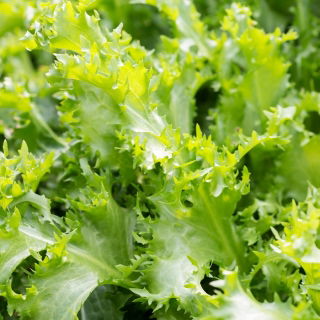 Campuran varietas Endive "Baby Leaf" - 900 biji - 