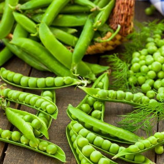 Erwt - Cud Kelvedonu - Pisum sativum - zaden