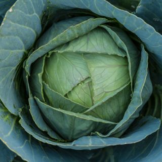 Кочанная капуста - Kalina - белый - 300 семена - Brassica oleracea convar. capitata var. alba