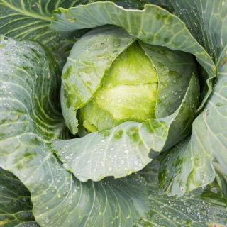 Weißkohl  'Pierwszy Zbiór - Erste Ernte' 