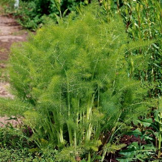 Hinojo - Magnafena - 200 semillas - Foeniculum vulgare Mill