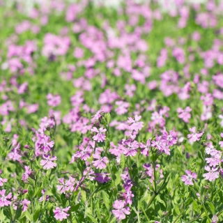 Hängende Leimkraut - Silene pendula - Farbige Akzente, ideal für Hängekörbe - Samen