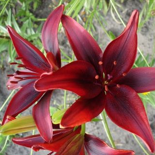 Lilium, Lily Mapira