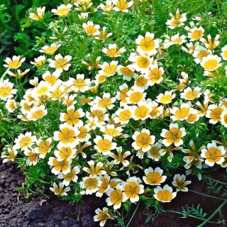 Douglas 'meadowfoam - žlto-biela; pošírované vajcia závod - 117 semien - Limnanthes douglasii - semená