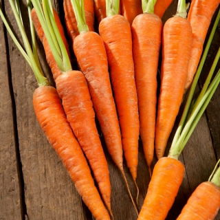 Zanahorias Rubrovitamina -   Daucus carota - Rubrovitamina - semillas