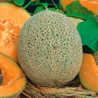 Sárgadinnye - Emir F1 - 18 magok - Cucumis melo L.