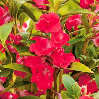 Balsamine des jardins - Karla - Impatiens balsamina - graines