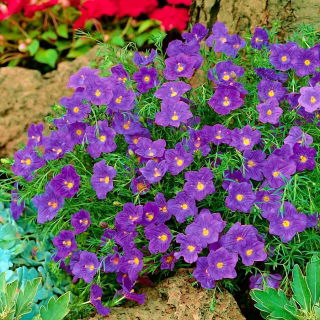Blue cupflower; Nierembergia