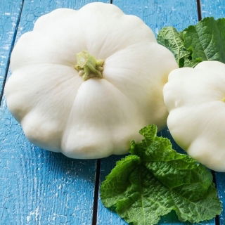 Pattypan squash "Orfeus" - 36 seeds