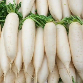 Rabanete - Leda - branco - 375 sementes - Raphanus sativus L.