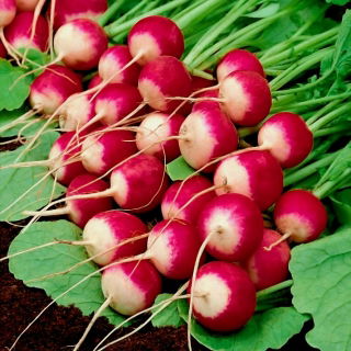 Ravanello Polina - Raphanus sativus - Polina - semi