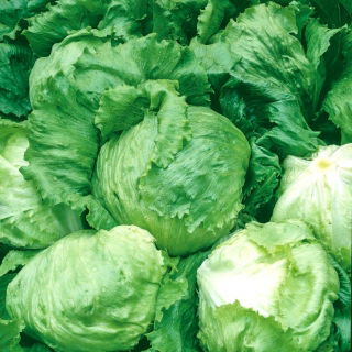 Eisbergsalat 'Bakata' - mittelspäte Sorte - 