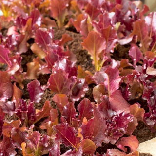 Marul 'Biscia Rossa' - kesilmiş yapraklar, tarlada ve kaplarda yetiştirme için - Lactuca sativa - Biscia Rossa - tohumlar