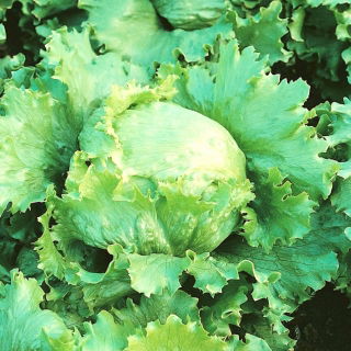 Hlávkový šalát 'Blonde De Paris' - pre jarné, letné a jesenné kultúry - Lactuca sativa - Blonde De Paris - semená