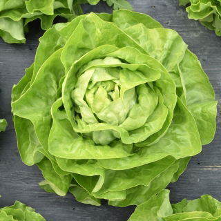 Butterkopfsalat 'Bona'