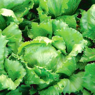 салат-латук - Kwiryna -  Lactuca sativa - Kwiryna - семена