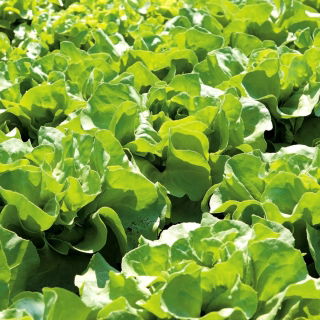 Selada Butterhead 'Marysieńka' - untuk budidaya di terowongan dan di ladang - Lactuca sativa - Marysieńka - biji