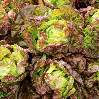 Saláta - Mira -  Lactuca sativa - Mira - magok
