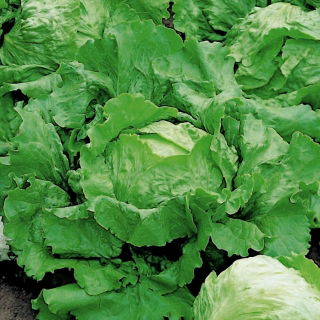 Selada gunung es "Vanguard 75" - daun zaitun-hijau - 425 biji - Lactuca sativa L. 